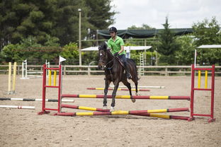 体育精神！马术选手挥鞭奔驰